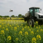 Insektycydy w rzepaku – zwalczanie pryszczarka kapustnika