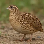 Przepiórka chińska – Coturnix chinensis – przepiórka