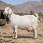 Hejaz – Capra hircus – koza mleczna
