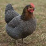 Easter Egger Blue – Gallus gallus domesticus – kura