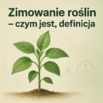 Zimowanie roślin – czym jest, definicja