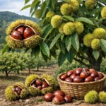 Kasztanowiec jadalny japoński – Castanea crenata (roślina sadownicza)