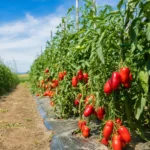 Pomidor San Marzano