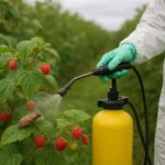 Ochrona plantacji malin przed kwieciakiem malinowcem