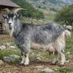 Grigia Molisana – Capra hircus – koza mleczna