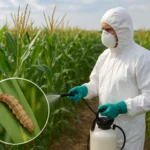 Ochrona kukurydzy przed omacnicą – metody chemiczne i biologiczne