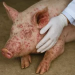 Zakażenia wirusowe układu nerwowego u świń