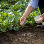 Ceny nawozów agrofoto