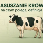 Zasuszanie krów – na czym polega, definicja
