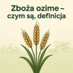 Zboża ozime – czym są, definicja